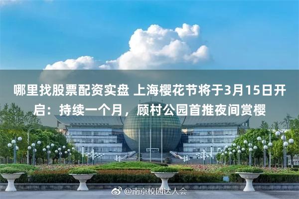 哪里找股票配资实盘 上海樱花节将于3月15日开启：持续一个月，顾村公园首推夜间赏樱